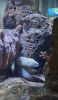 PICTURES/Oregon Coast Aquarium - Newport/t_Eel3.jpg